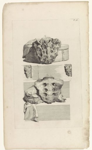 Anatomical study of the sacrum and coccyx