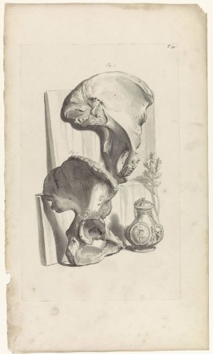 Anatomical study of the hip