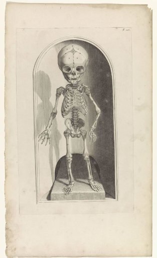 Anatomical study of the skeleton of a fetus (front view)