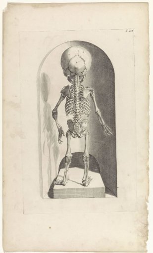 Anatomical study of the skeleton of a fetus (back view)