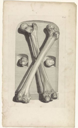 Anatomical study of the femur