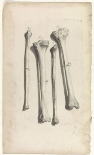 Anatomical study of the tibia and fibula