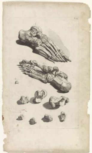 Anatomical study of the foot bones