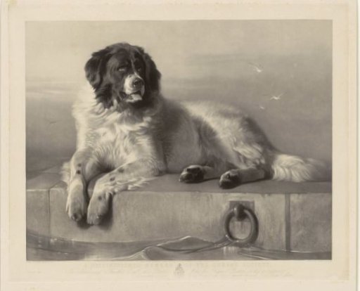 Portrait of the Rescue Dog Bob, Lying on a Pier