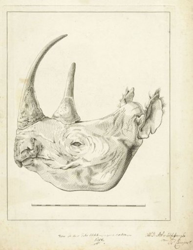 Head of a rhinoceros