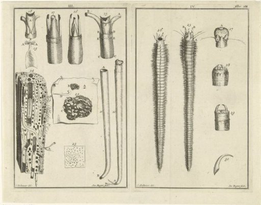 Study of worms