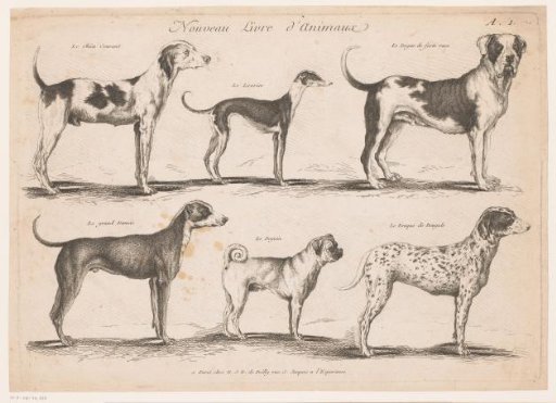 Dog breeds