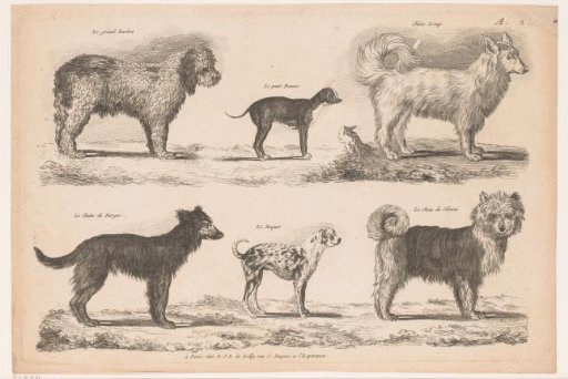 Dog breeds