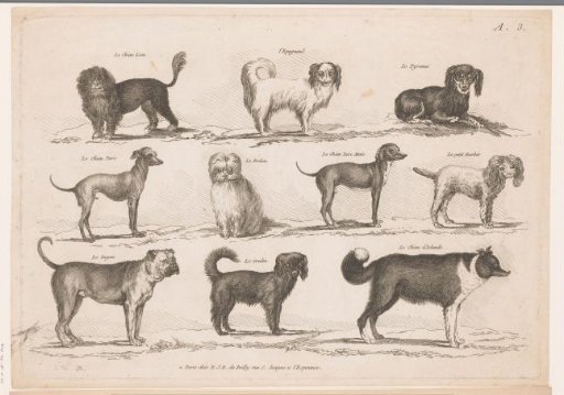 Dog breeds