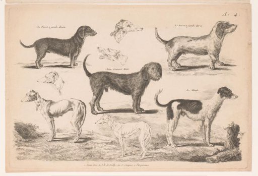 Dog breeds