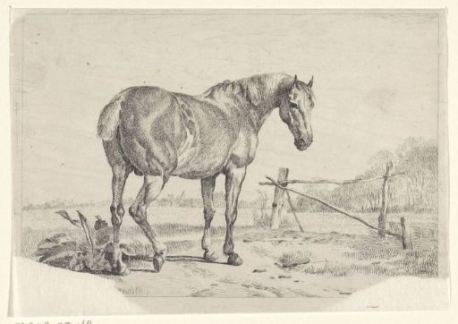Horse by a Fence in a Meadow