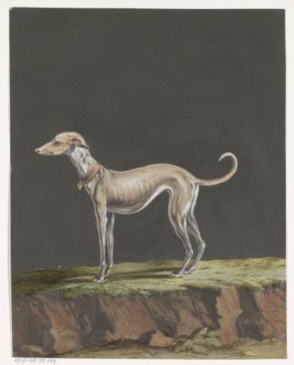Standing Greyhound to the Left