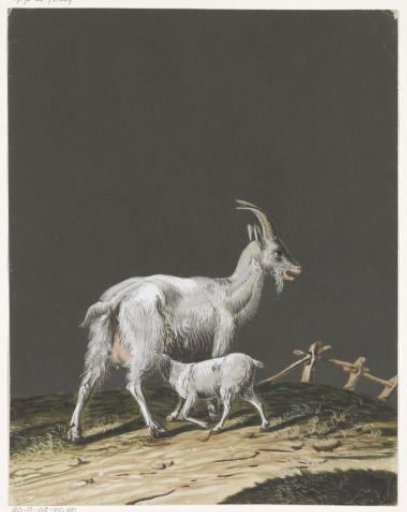 Goat with Sucking Kid
