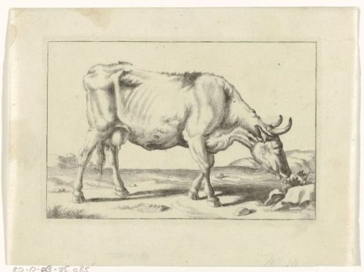Grazing cow