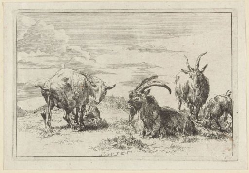 Ewe urinating with three goats