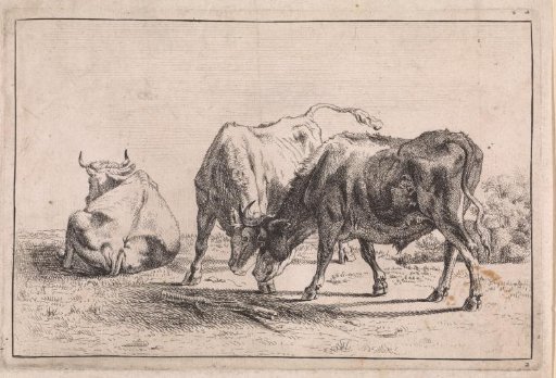 Two fighting oxen and a lying cow