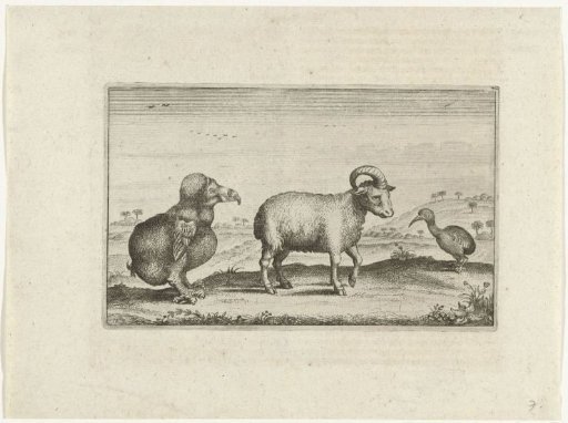 Various Local Animal Species, Including a Dodo, 1624