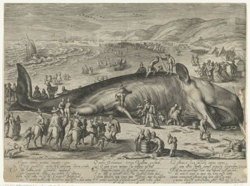 Whale Stranded at Berckhey, 1598