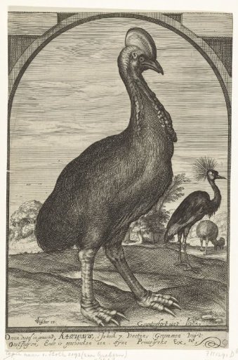 Casuaris, brought by Willem Jacobsz. from the East Indies and donated to Prince Maurice, 1614