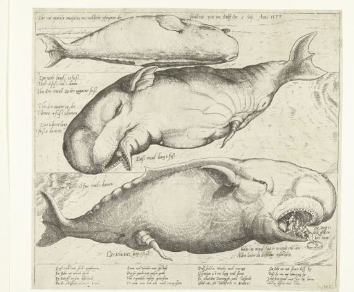 Stranded Whale near Antwerp, 1577