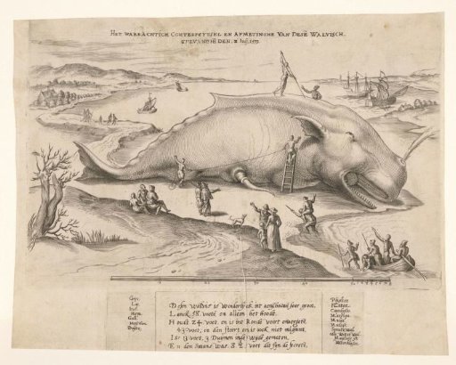 Stranded Whale near Antwerp, 1577