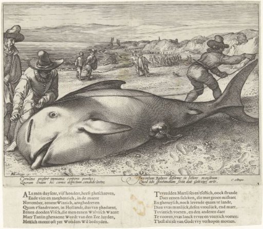 Stranded Grey Seal on the Beach at Zandvoort, 1594