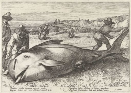 Stranded Grey Seal on the Beach at Zandvoort, 1594