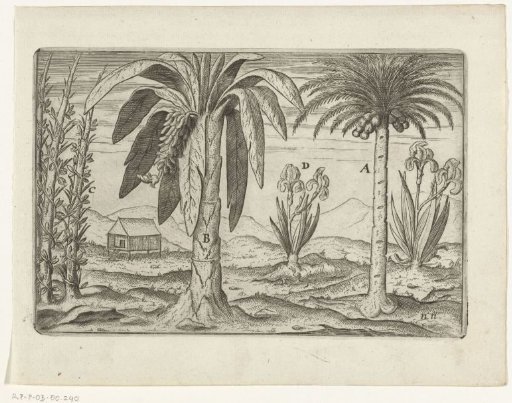 Indigenous plants of Sumatra, 1596
