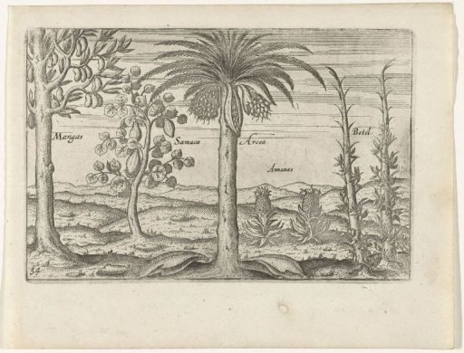 Fruit trees and herbs in Java, 1596