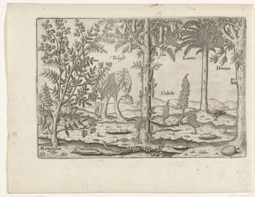 Fruit trees and herbs in Java, 1596