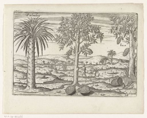 Fruit trees and herbs in Java, 1596