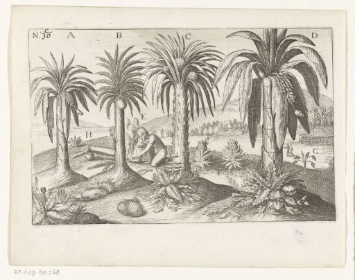 Fruit trees and herbs in Java, 1596