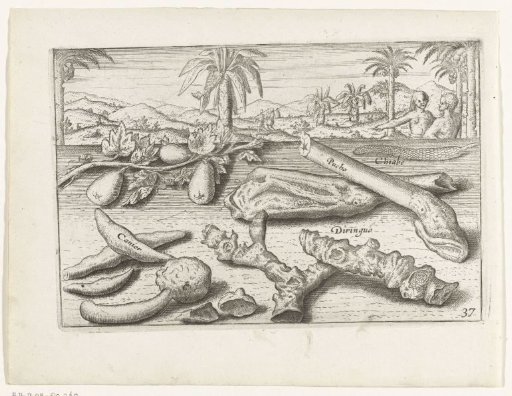Herbs and root vegetables in Java, 1596