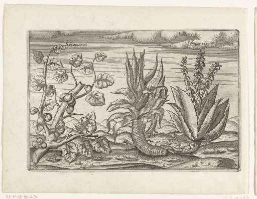 Wild fig tree from the island of Maio (Cape Verde Islands) and aloes, 1596-1597