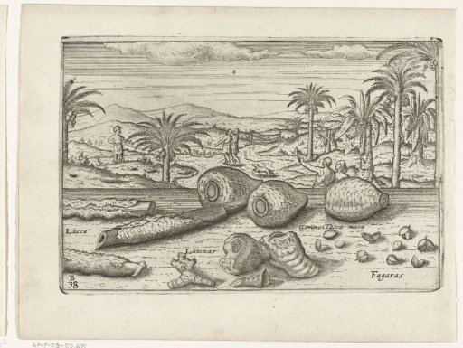 Herbs and root vegetables in Java, 1596
