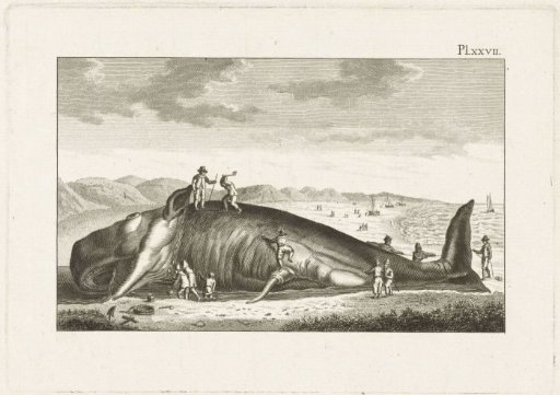 Stranded whale at Berckhey, 1598