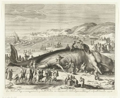 Stranded whale at Berckhey, 1598