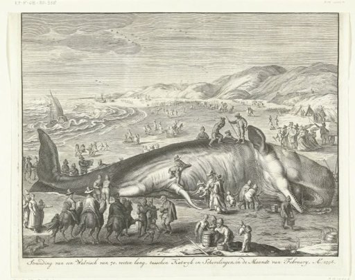 Stranded whale at Berckhey, 1598
