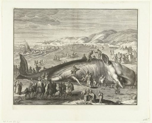 Stranded whale at Berckhey, 1598
