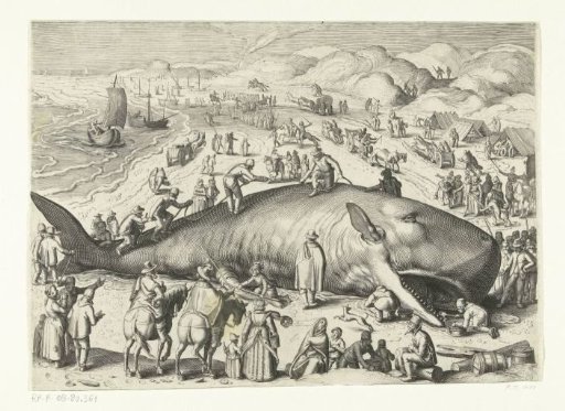 Copy of the stranded whale at Berckhey of 1598 as the stranded whale at Noordwijk in 1614