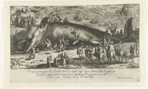 Copy of the stranded whale at Berckhey from 1598 as the stranded whale at Ancona in 1601
