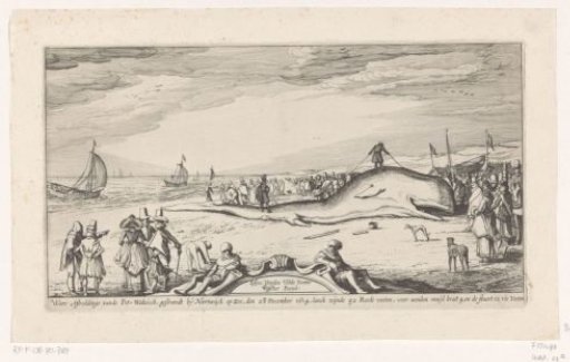 Whale Stranded at Noordwijk aan Zee, 1614