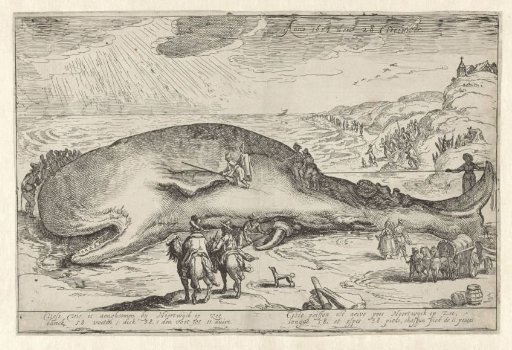 Whale Stranded at Noordwijk aan Zee, 1614