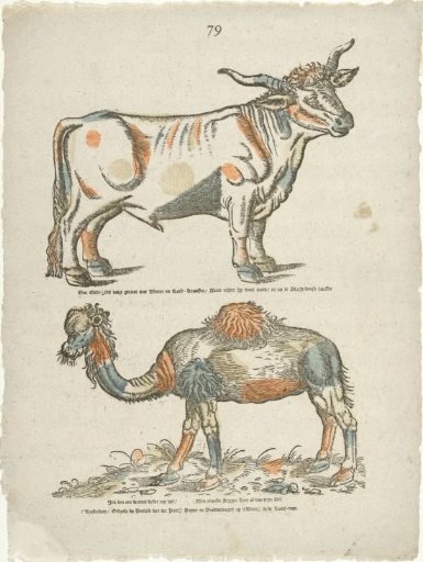 The Golden Ass is adorned with flowers and rose-wreaths (...) I am a camel, observe me well (...)