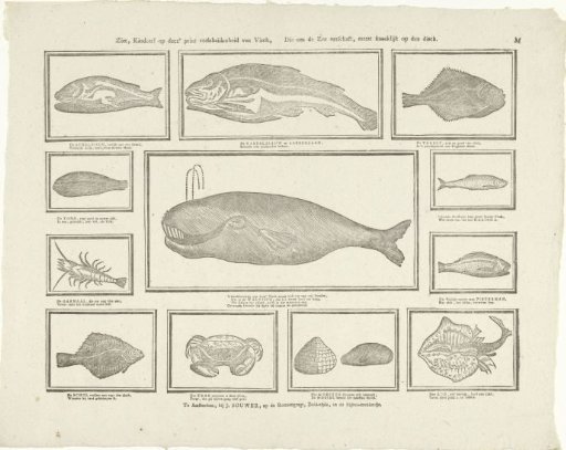 See, children! on this print the variety of fish, Which the sea provides us, mostly tasty on the table