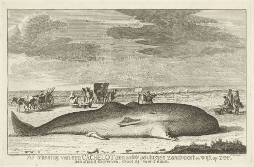 Whale stranded between Zandvoort and Wijk aan Zee, 1762