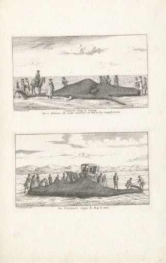 Two depictions of a whale stranded between Zandvoort and Wijk aan Zee, 1762