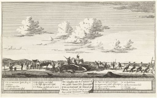 Slaughter of the whale stranded between Zandvoort and Wijk aan Zee, 1762