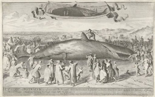 Whale stranded at Egmond aan Zee, 1764