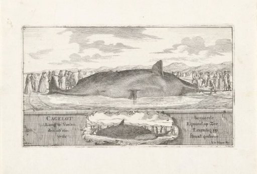Whale stranded at Egmond aan Zee, 1764